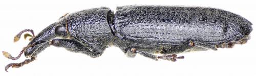 Lixus cinerascens